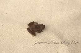 Image of pygmy robber frog