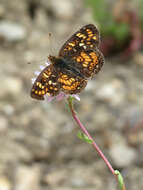 Image of Phyciodes pulchella