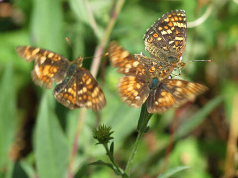 Image of Phyciodes pulchella