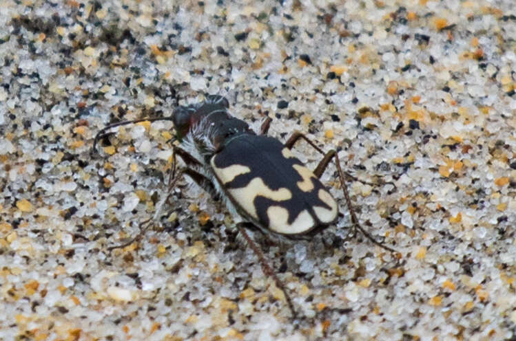 Image of Cicindela (Cicindela) latesignata Le Conte 1851