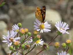 Image of Phyciodes pulchella