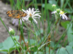 Image of Phyciodes pulchella