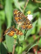 Image of Phyciodes pulchella