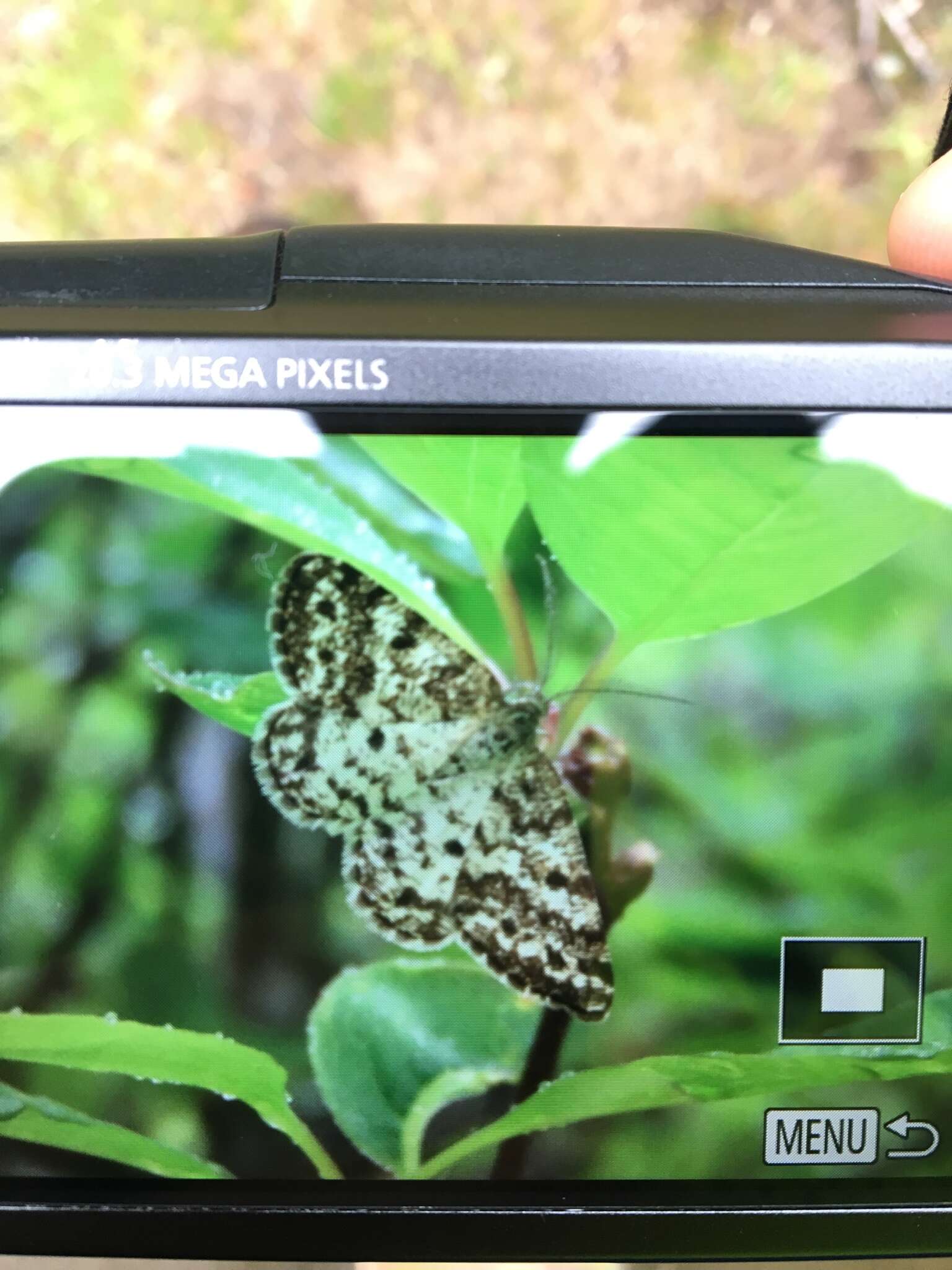 Image of Powder Moths