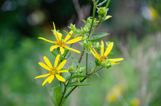 Image de Silphium asteriscus subsp. asteriscus