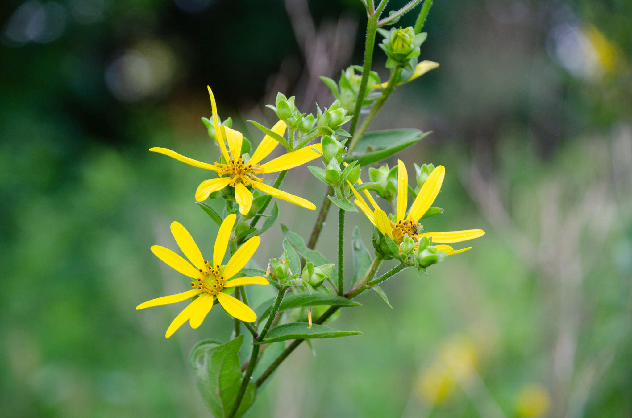 Image of starry rosinweed