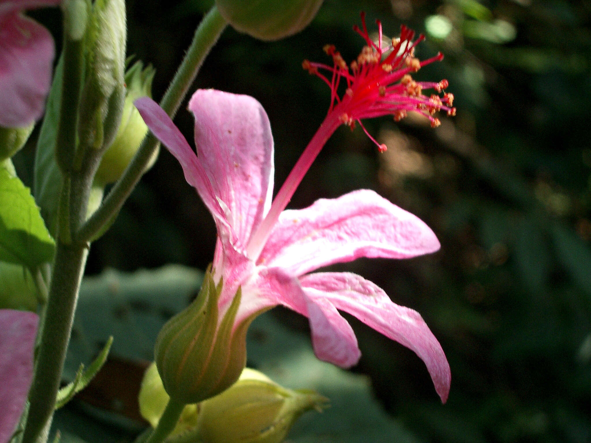 Image of Pavonia dasypetala Turcz.