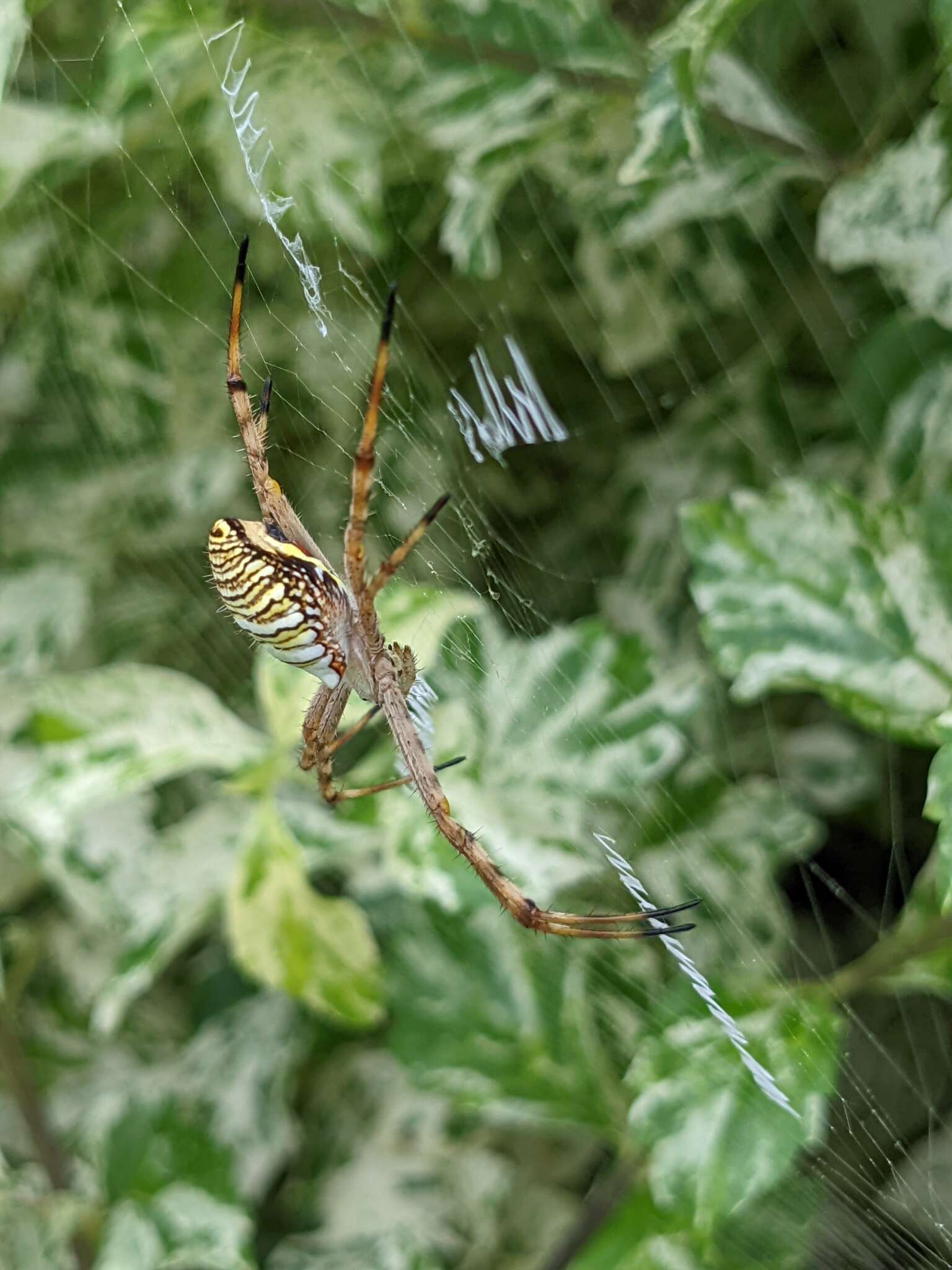 Image of Argiope magnifica L. Koch 1871