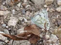 صورة Pontia occidentalis (Reakirt 1866)