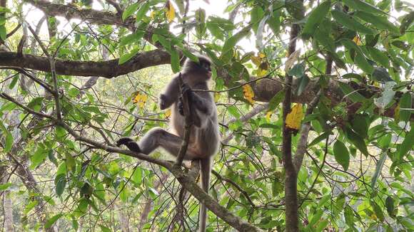 Image of Trachypithecus crepusculus (Elliot 1909)