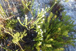 Image of Phylica humilis Sond.