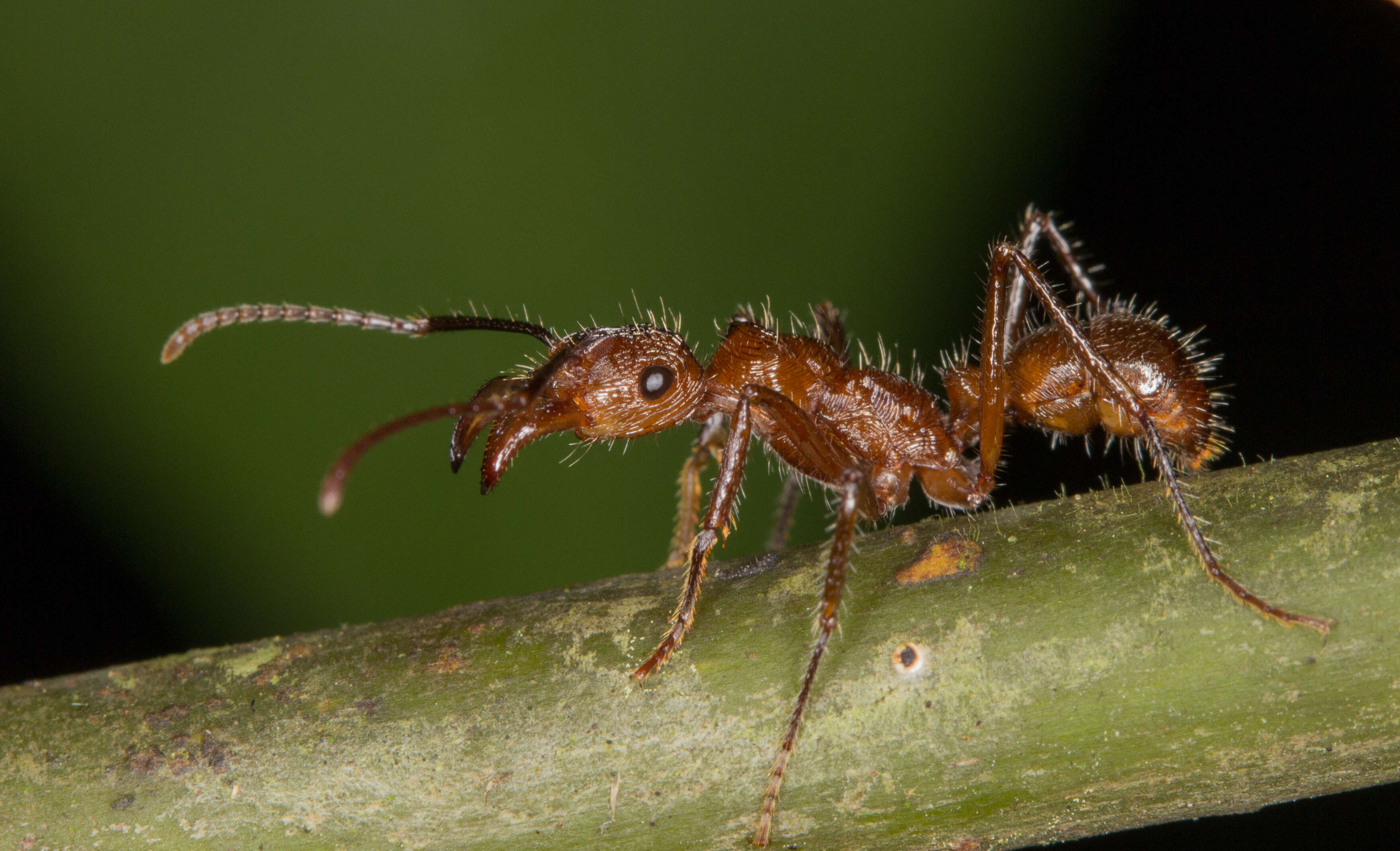 Ectatomma tuberculatum (Olivier 1792)的圖片