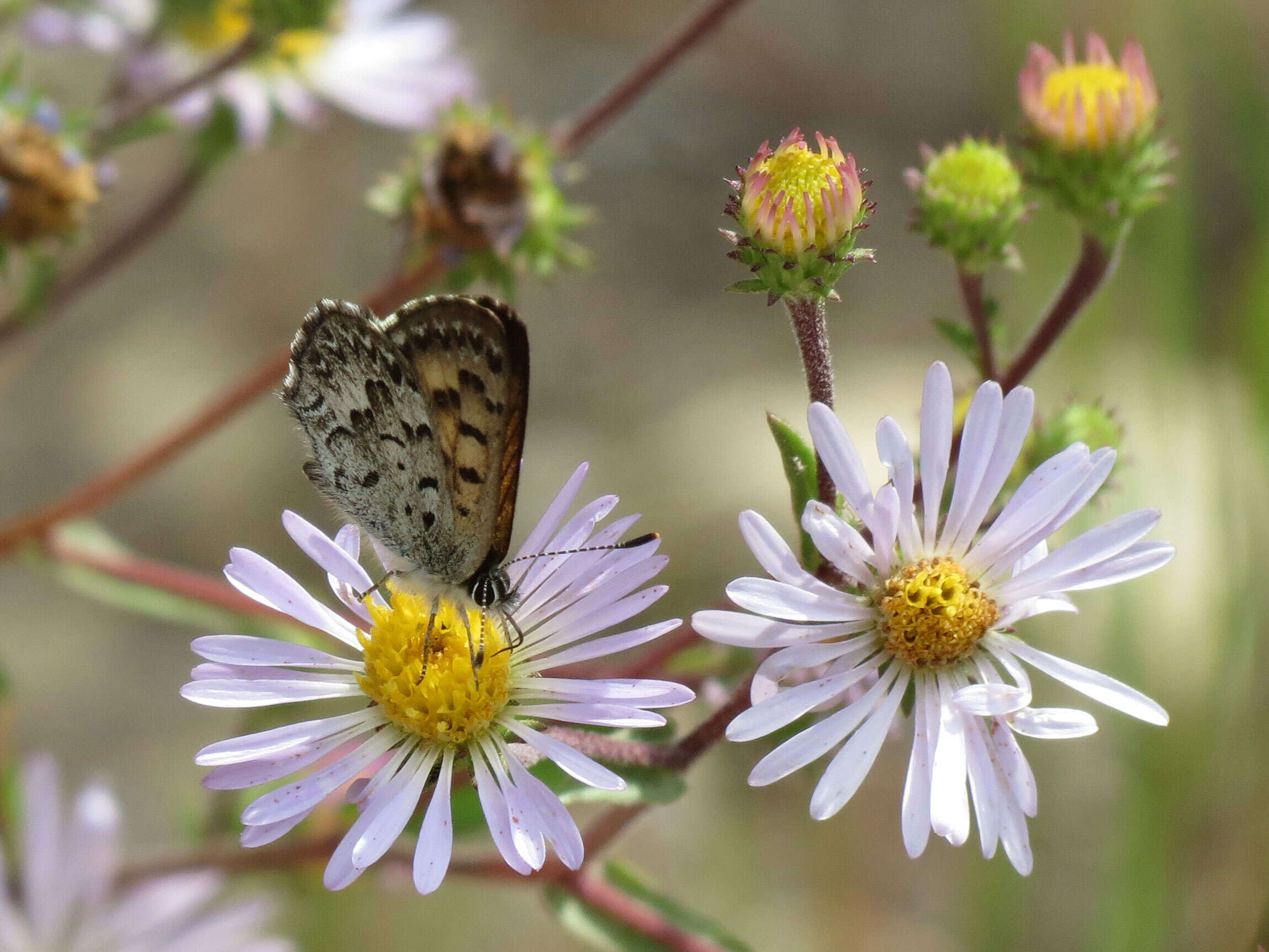 Image of Mariposa Copper