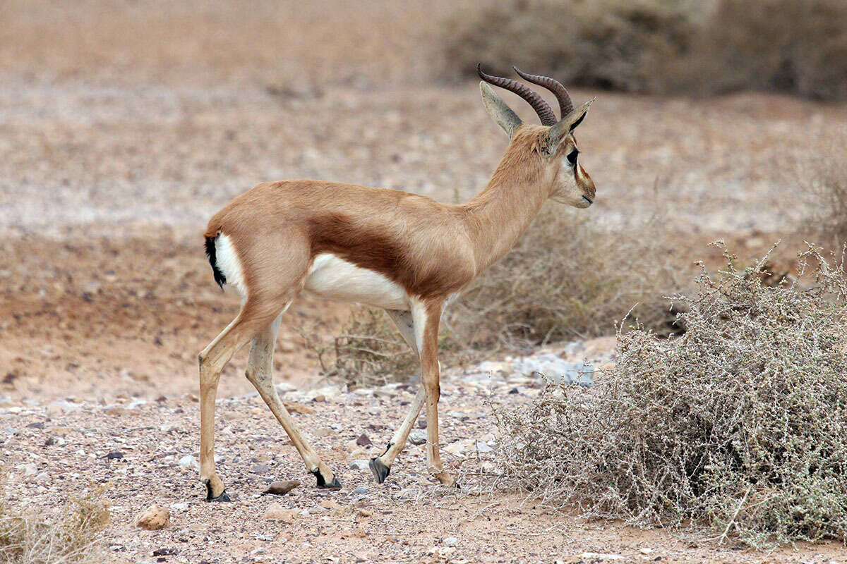 Image of Dorcas Gazelle