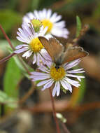 Image of Mariposa Copper