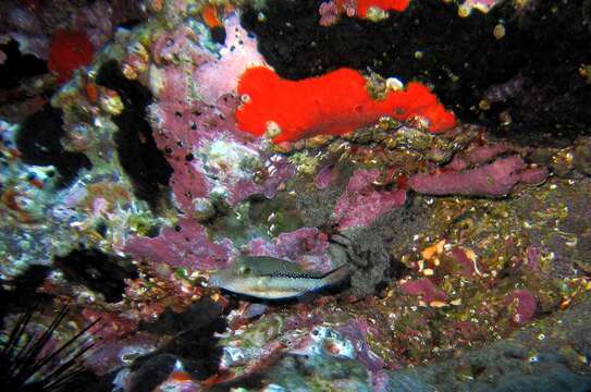 Image of Macaronesian Sharpnose-puffer