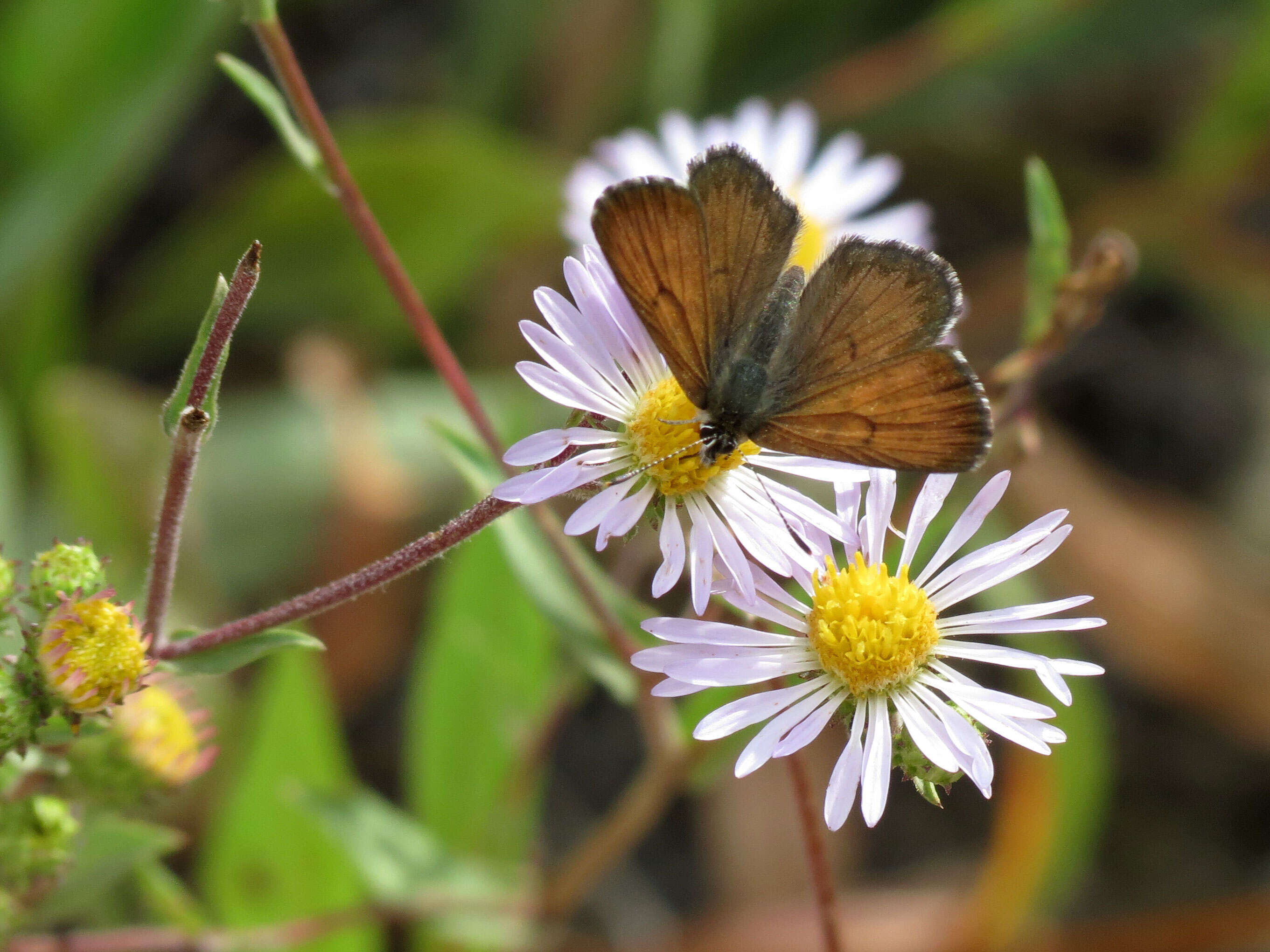 Image of Mariposa Copper