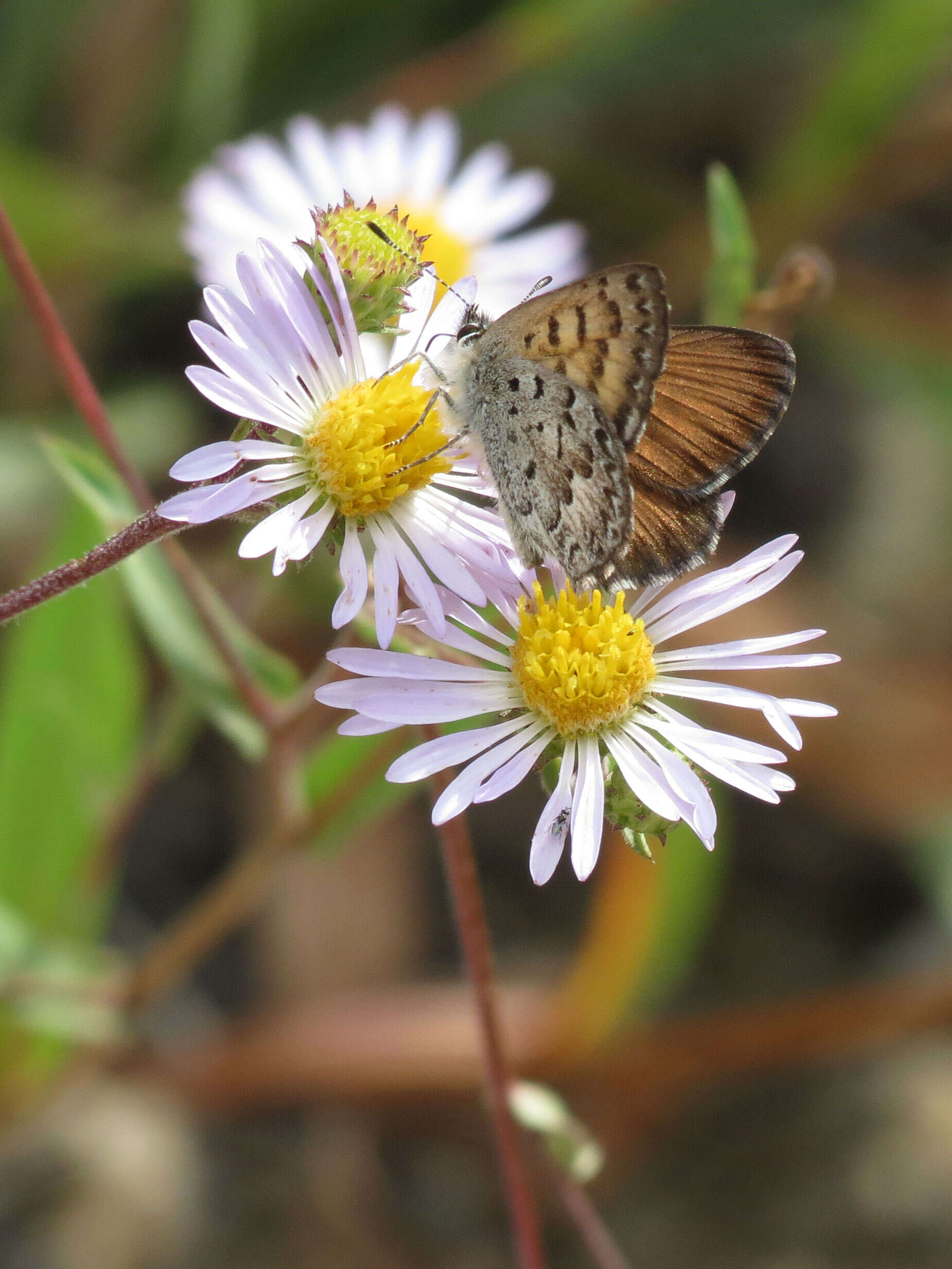 Image of Mariposa Copper