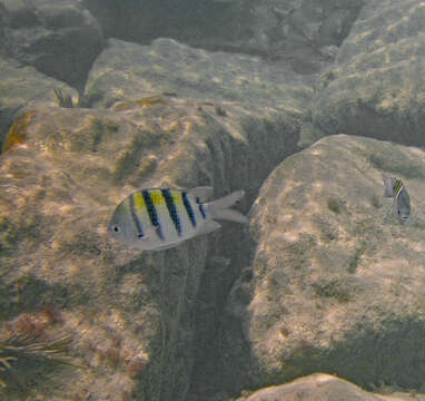 Image of Damsel Fish