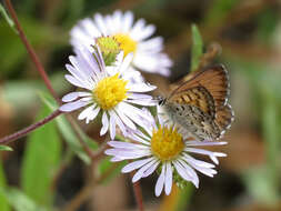 Image of Mariposa Copper