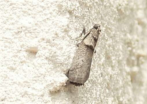 Image of Hickory Shoot Borer Moth