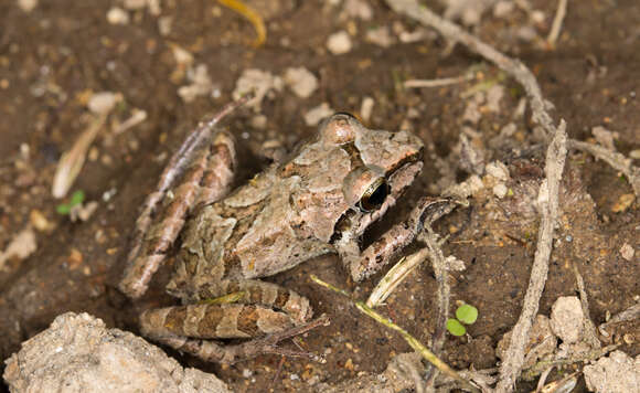 Sivun Pristimantis achatinus (Boulenger 1898) kuva