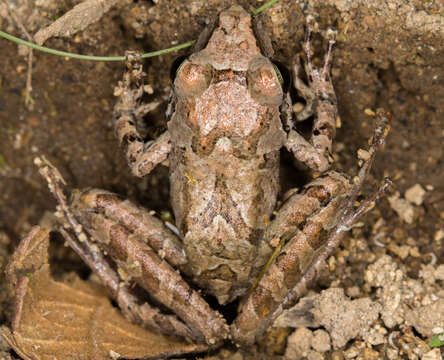 Image of Cachabi Robber Frog