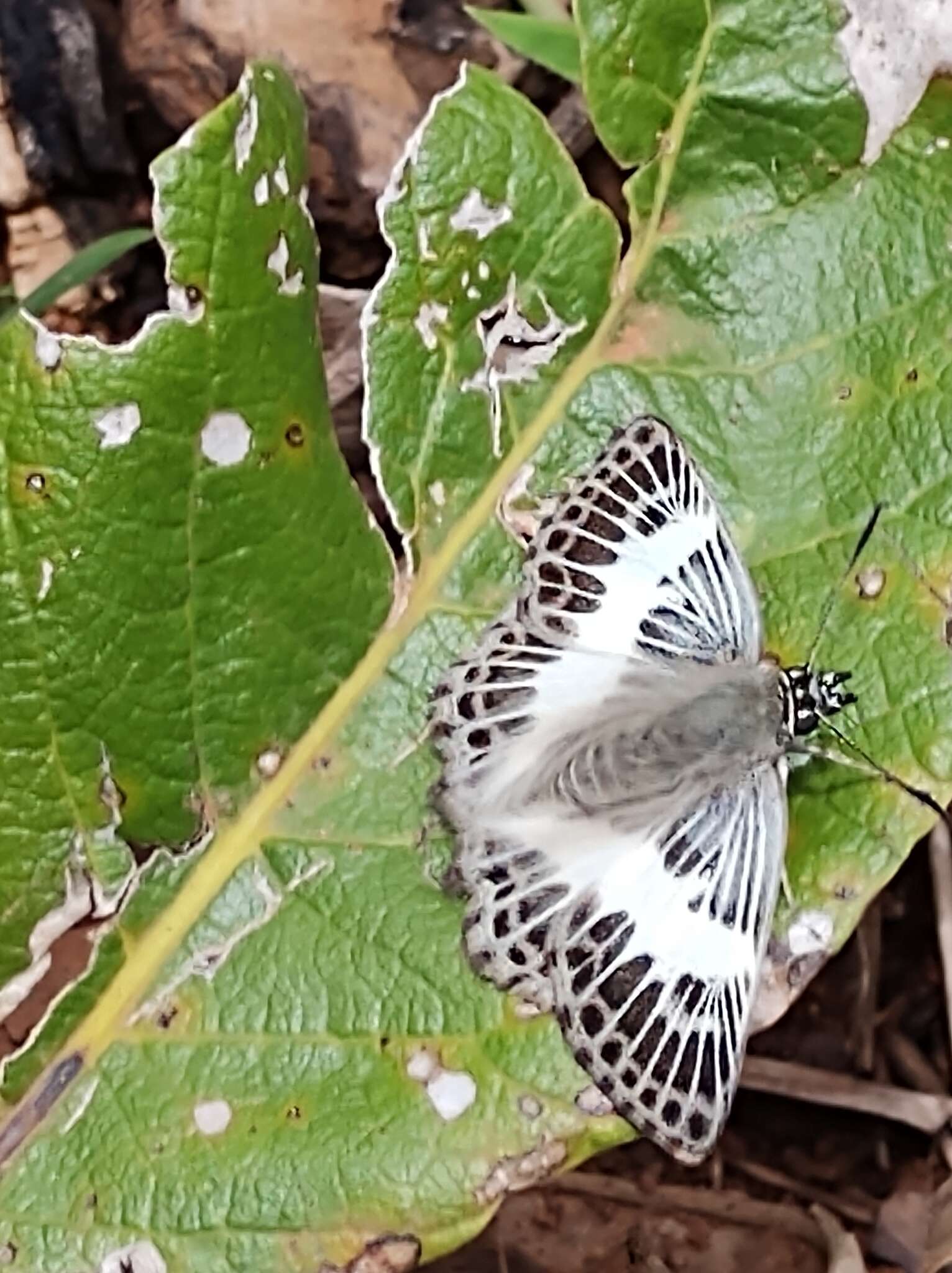 Sophista latifasciata Spitz 1930 resmi