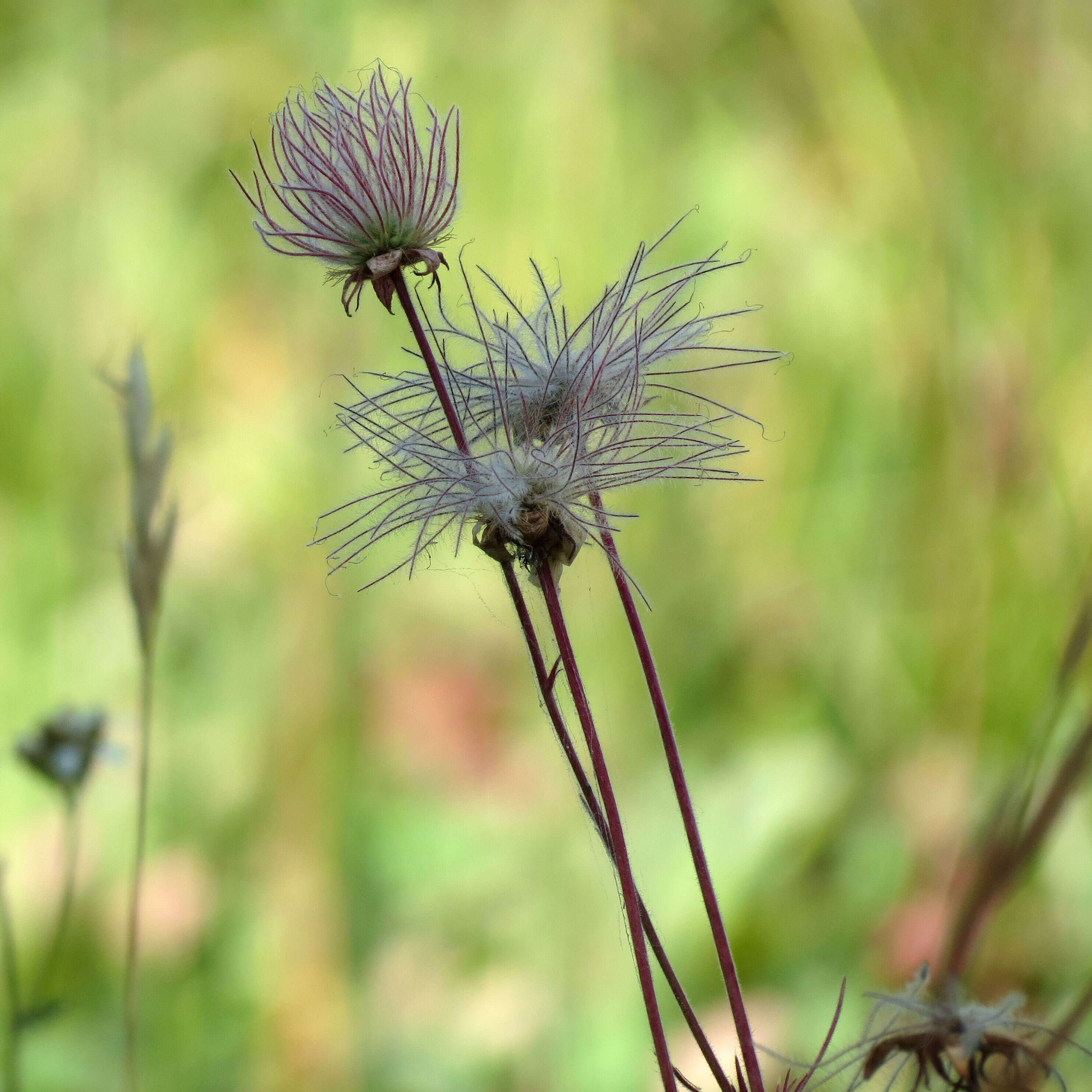 Image of old man's whiskers