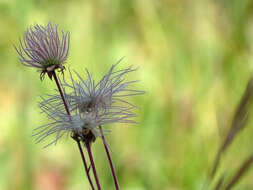 Image of old man's whiskers