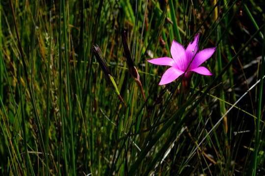 Image of Romulea fibrosa M. P. de Vos