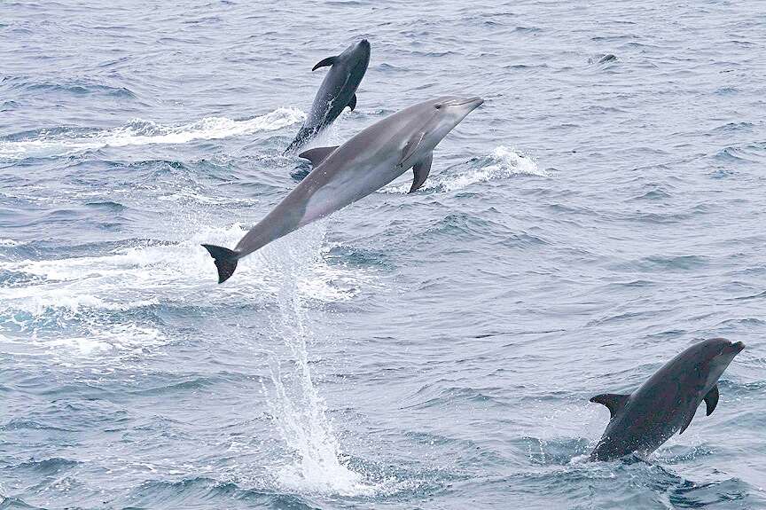 Imagem de Tursiops Gervais 1855