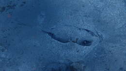 Image of Tortonese's stingray