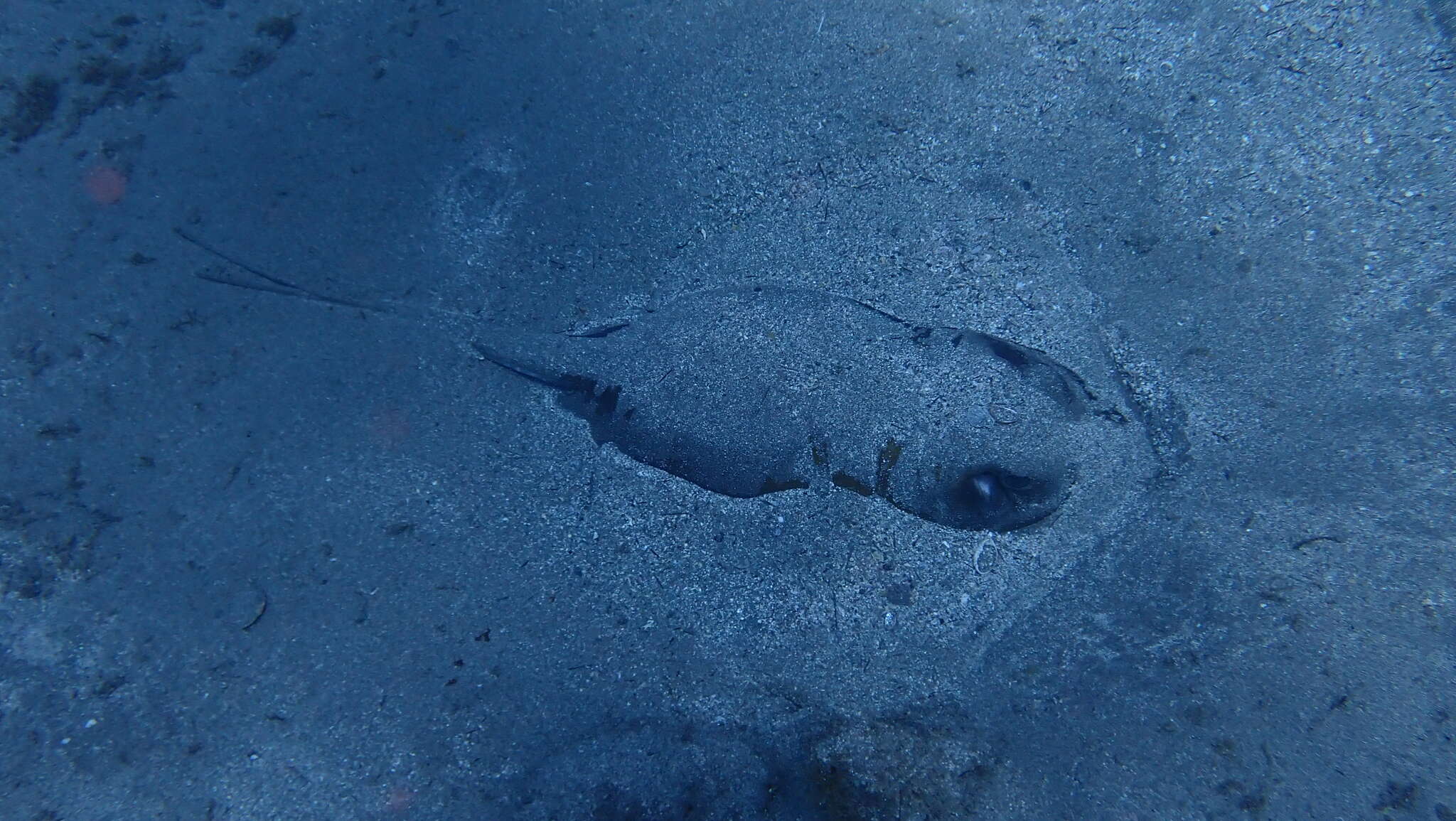 Image of Tortonese's stingray