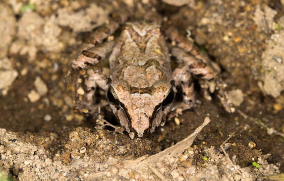 Sivun Pristimantis achatinus (Boulenger 1898) kuva