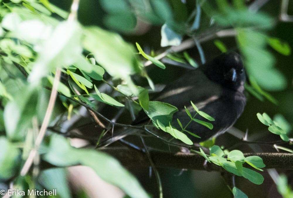 Imagem de Melanospiza bicolor (Linnaeus 1766)