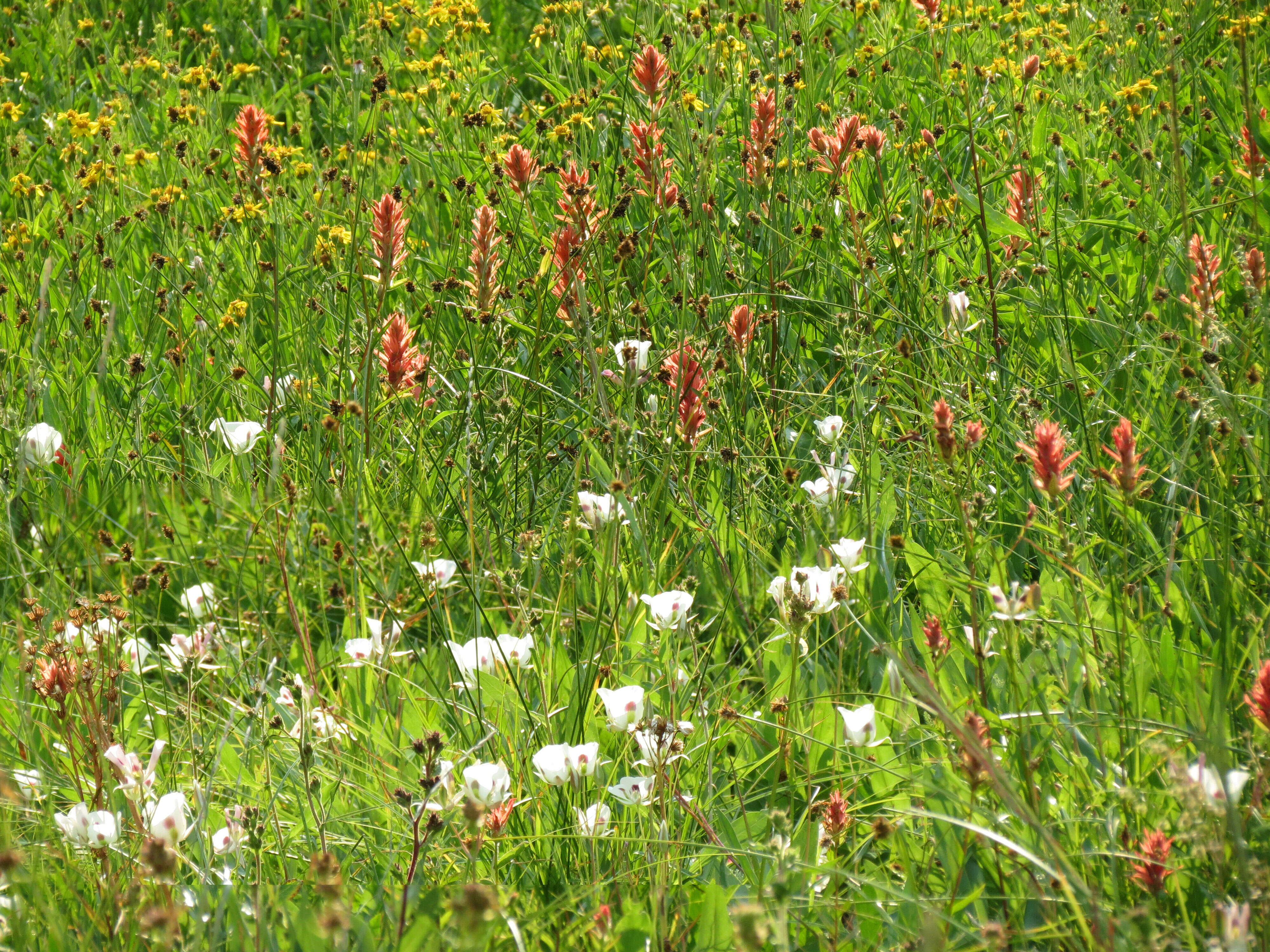 Image of Chamisso arnica