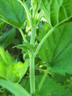 Image of Urtica dioica subsp. pubescens (Ledeb.) Domin