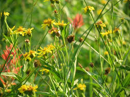 Image of Chamisso arnica