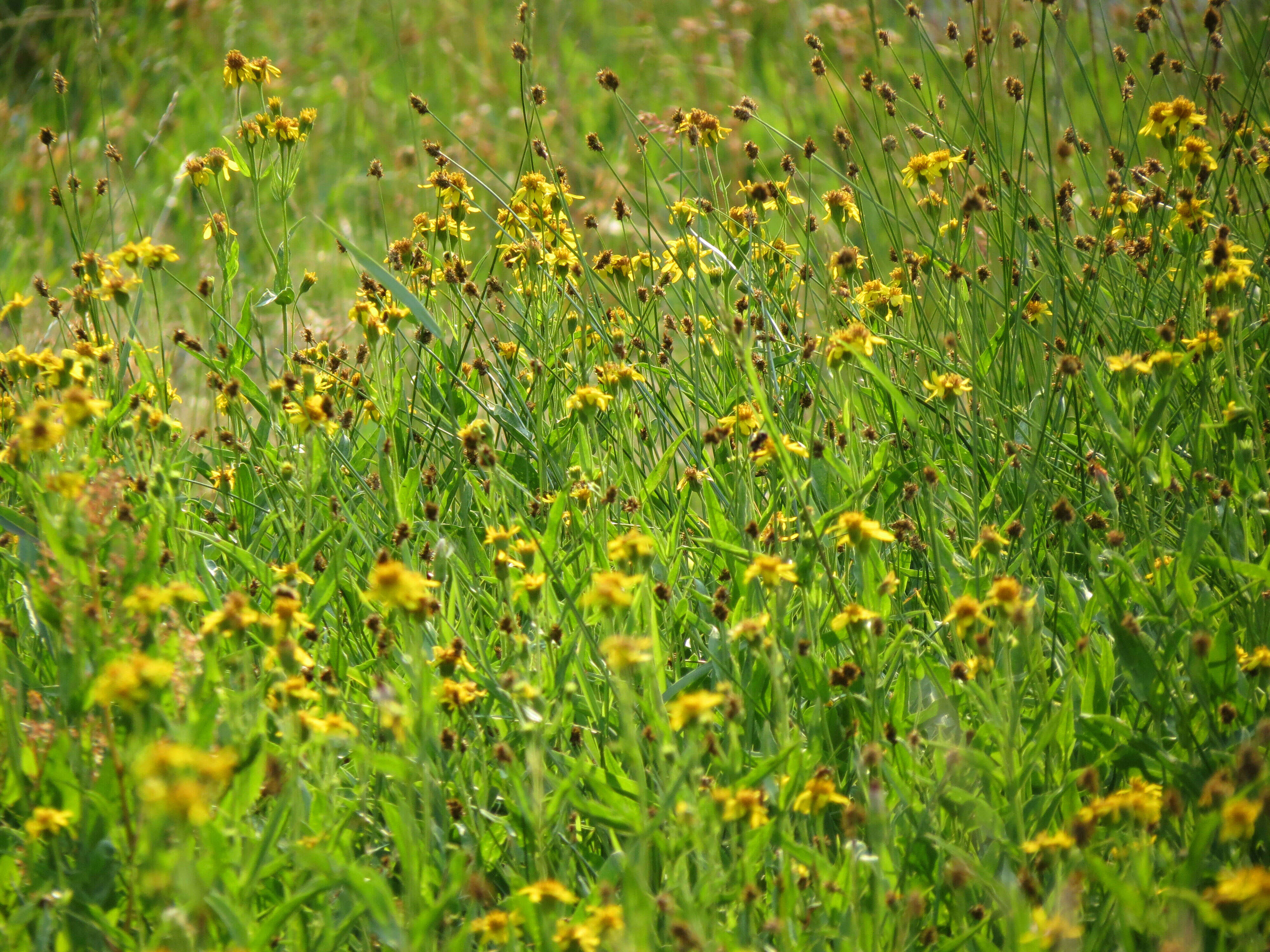 Arnica chamissonis Less. resmi