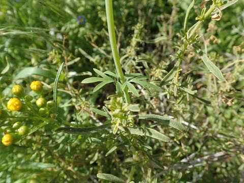 Image of Cysticapnos vesicaria subsp. namaquensis J. C. Manning & Goldblatt