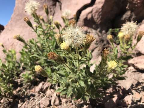 Image of Mt. Shasta arnica