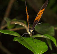 Image of Heliconius numata