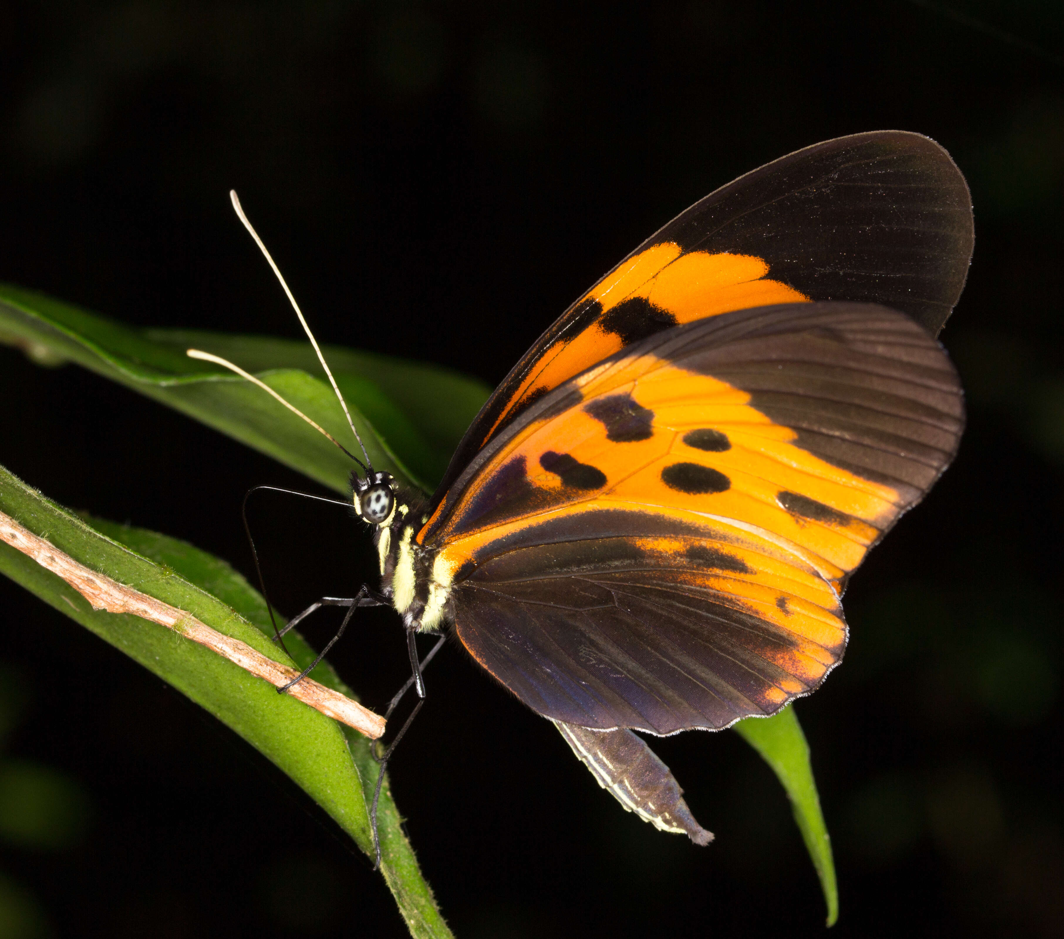 Image of Heliconius numata