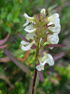 Image of sickletop lousewort