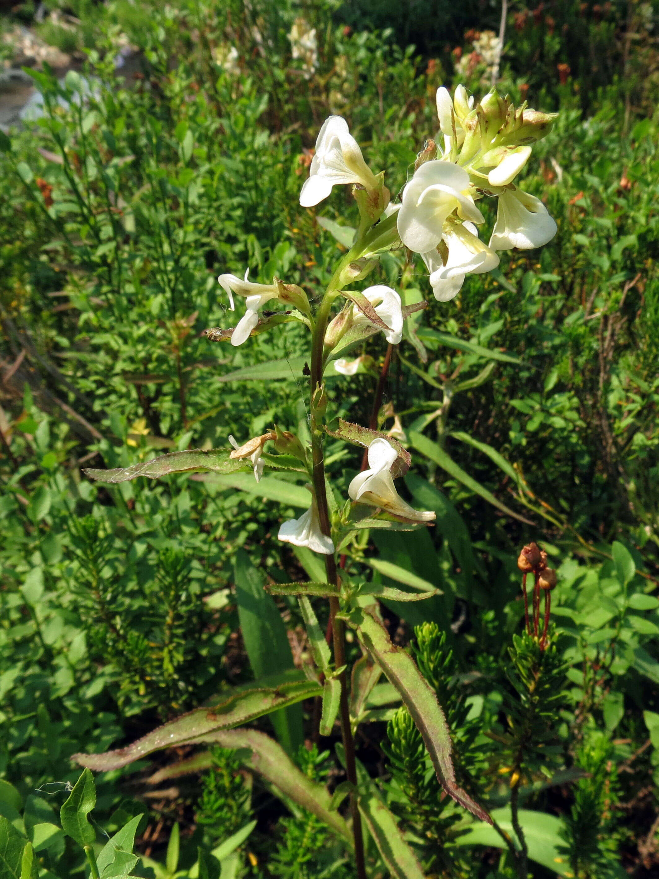 Imagem de Pedicularis racemosa Dougl. ex Hook.