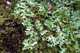 Image of Pseudocyphellaria homeophylla (Nyl.) Dodge