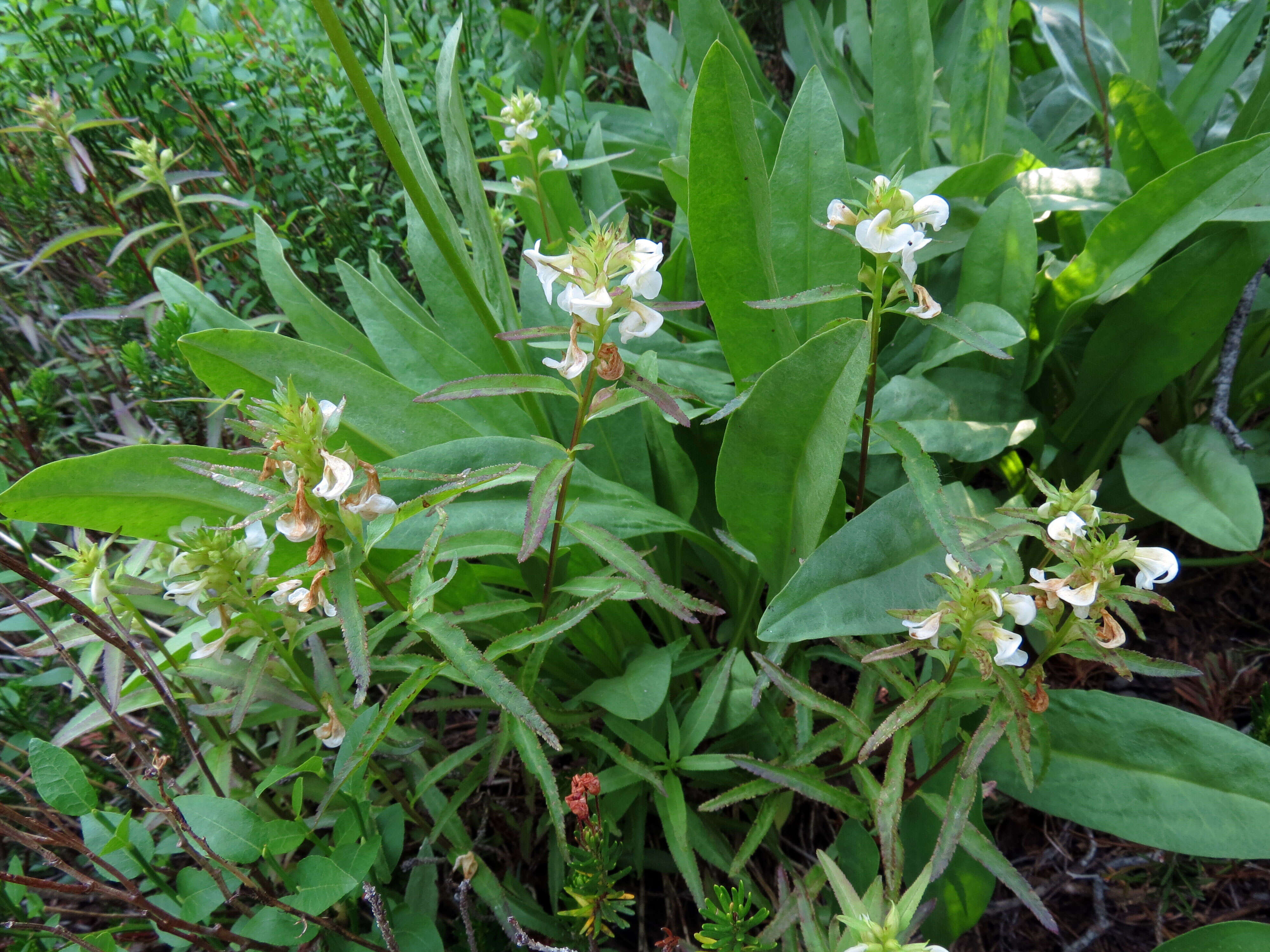 Image of sickletop lousewort