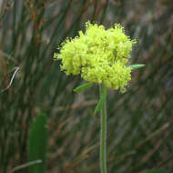 Image of alpine golden buckwheat