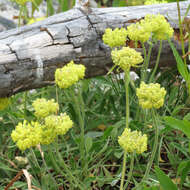 Image of alpine golden buckwheat